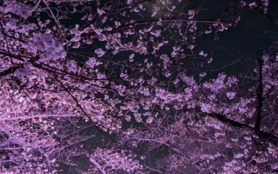 夜桜